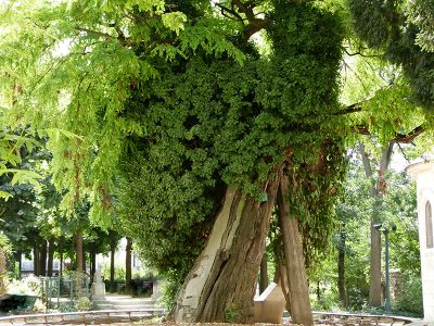 arbre quartier latin
